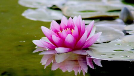 Nurturing a Zen Garden at Home